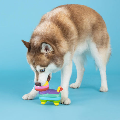 Fringe Studio Dog Toy, Life'S A Paw-Ty, Latex, Pet Shop Collection (366012)...