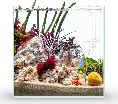 Aquarium Fish Shrimp Feeding Dish Set Clear Fish Feeder Tube and Dish with Cleaning Brush and Measuring Spoon for Feeding Shrimp and Preventing Fo...