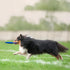 Natural Rubber Flying Disc Dog Toy?Suitable for Playing Outdoors, on The Beach, in The Courtyard?Blue?...
