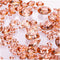 Luxury Rose Gold Party Decorations; Sparkling Confetti, Table Decor & Vase Filler for Elegant Wedding Centerpiece Arrangements...