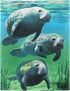 50x80 Blanket Comfort Warmth Soft Plush Throw for Couch Underwater Manatee Family Green...