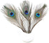 12 PCS Real Natural Peacock Eye Feathers 10-12 inch for DIY Craft, Wedding and Holiday Decorations...