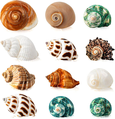 12PCS Hermit Crab Shells | Natural Sea Conch Size 1.6"-3.2" | Growth Turbo for Small to Medium and Large Crabs, Saltwater Hermit Crab Supplies and...