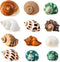12PCS Hermit Crab Shells | Natural Sea Conch Size 1.6"-3.2" | Growth Turbo for Small to Medium and Large Crabs, Saltwater Hermit Crab Supplies and...