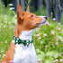 Elegant little tail St. Patrick's Day Dog Collar, Dog Collar with Bow, Green Grid Dog Collar Pet Gift Dog Bowtie Adjustable Dog Collar for Medium ...