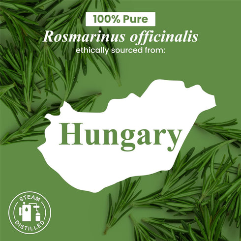 Handcraft Blends Rosemary Essential Oil – Huge 4 Fl Oz – 100% Pure and Natural – Premium Grade Essential Oil for Diffuser and Aromatherapy, Skin, ...