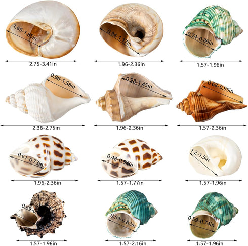 12PCS Hermit Crab Shells | Natural Sea Conch Size 1.6"-3.2" | Growth Turbo for Small to Medium and Large Crabs, Saltwater Hermit Crab Supplies and...