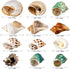 12PCS Hermit Crab Shells | Natural Sea Conch Size 1.6"-3.2" | Growth Turbo for Small to Medium and Large Crabs, Saltwater Hermit Crab Supplies and...