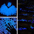 Oubest Fish Tank Rocks Glow Blue/Glow in The Dark Pebbles for Garden/Fish Tank/Aquarium/Plant Pots/Bonsai Walkway/Driveway 100pcs...