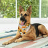 Sunflower Vintage Dog Bandana Scarf Triangle Bibs Pet Accessories Cat Kerchief...