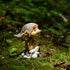 Top Collection Miniature Fairy Garden and Terrarium Pixie with Bunny Figurine...