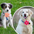 PET SHOW 4pcs Dog Flowers Collar Charms Slides Attachment Accessories For Small Medium Large Dogs Cat Puppy Bows Grooming Supplies…...
