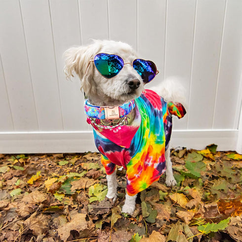 Lionheart glory Dog Collar Colorful Dog Collar Premium Collar Dogs Cute Pet Collar Gift for Small Medium Large Dog...