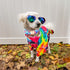 Lionheart glory Dog Collar Colorful Dog Collar Premium Collar Dogs Cute Pet Collar Gift for Small Medium Large Dog...