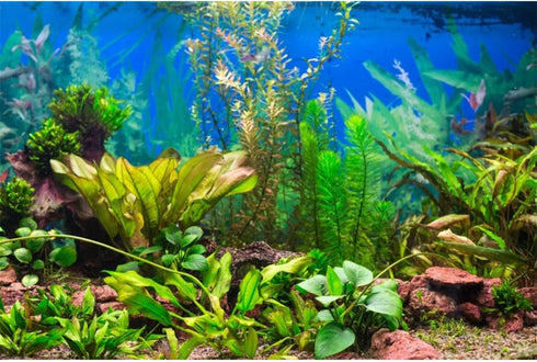 AWERT 30x18 inches Aquarium Background Aquatic Plant River Bed & Lake Fish Tank Background Vinyl...