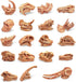 19 PCS Mini Mammal Skull Set Realistic Dinosaur Bones Prehistoric Animals Head Skeleton Playsets Ancient Daeodon Mastodon Collection Figures Model...