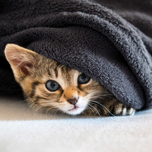 Veehoo Fluffy Fleece Dog Blanket, Soft Cozy Flannel Pet Throw for Dogs and Cats, Washable Couch Bed Blankets Cover for Sofa, Cot, Indoor & Travel,...