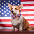 Elegant little tail Independence Day Dog Collar, Holiday Pet Collar with Bow Dog Durable Patriotic Dog Collars Pet Gift Adjustable Dog Collar for ...