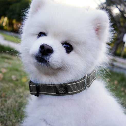 IVY&LANE Reflective Dog Collar and Leash Set,Adjustable Neoprene Padded Dog Collars for Puppy, Breathable Nylon Pet Collar for Small Medium Large ...