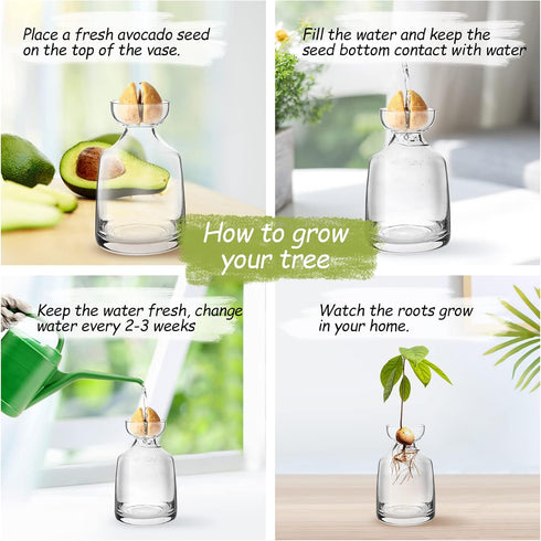 Avocado Seed Sprout Starter Planter Vase - Glass Avocado Tree Growing Vase Planter Pot Grow Avocado Trees Stickers at Garden Home for Planter Love...