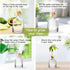 Avocado Seed Sprout Starter Planter Vase - Glass Avocado Tree Growing Vase Planter Pot Grow Avocado Trees Stickers at Garden Home for Planter Love...