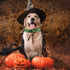 Halloween Dog Collar, Soft Comfy Halloween Themed Dog Collar with Spooky Ghost Skull Bat Cat Witch Tree Hat Pumpkin Pattern Halloween Dog Collar f...