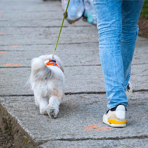 Dog Leash Snap Leash Clip Clasp Swivel Clip Heavy Duty Pet Leashes Clips Key Chain 3 Inch 6 PCS for Linking Pet Collar...