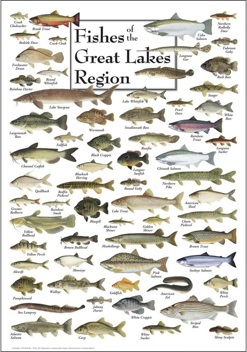 Earth Sky + Water - Fishes of the Great Lakes Region - Poster...