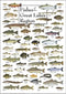 Earth Sky + Water - Fishes of the Great Lakes Region - Poster...