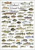 Earth Sky + Water - Fishes of the Great Lakes Region - Poster...