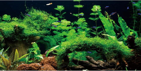 AWERT 36x24 inches River Bed & Lake Fish Tank Background Seagrass Aquarium Background Aquarium Background Vinyl Background...
