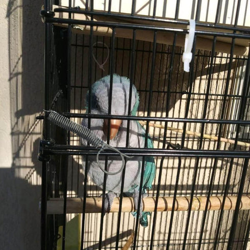 10 Pack Rabbit Cages Door Metal Finger Spring Latch Hook Multi-Functional Pet Cages Door Spring Latch for Fixing Small Animal, Rabbit, Dog, Cat, P...