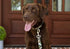 Country Brook Petz - Deluxe Woodland Bone Camo Dog Collar - Made in The U.S.A., Camouflage Collection featuring Rugged Designs (1 Inch, Medium)...