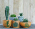 25 Pieces Cactus Stencils for Painting on Canvas Reusable Summer Cacti Stencils Tropical Succulent Drawing Template Stencil for Painting on Wood W...