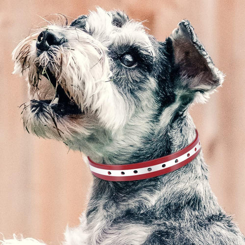 PetJoy Dog Collars Strap, Replacement Collar for Shock Reflective Collar, Adjustable Classic Dog Collar Strap for All Varieties Small Medium Large...