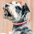 PetJoy Dog Collars Strap, Replacement Collar for Shock Reflective Collar, Adjustable Classic Dog Collar Strap for All Varieties Small Medium Large...