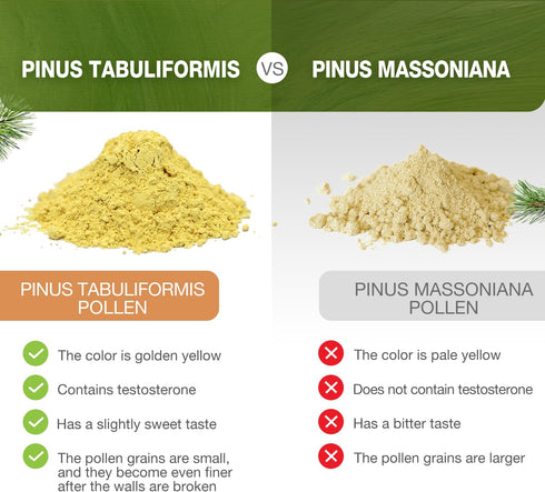 ECO-TASTE Pine Pollen Powder 6 Ounce, Wild Harvested - Pinus Tabuliformis? 99% Cracked Cell Wall...