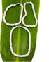 Hawaiian Natural Puka Shell Anklet from Maui, Hawaii...