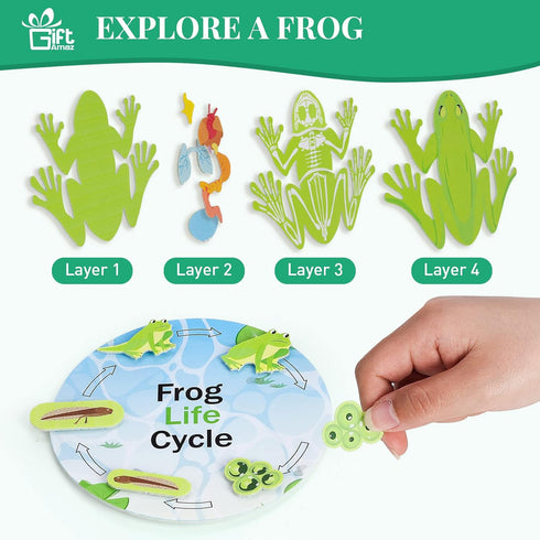 Frog Anatomy Model Dissection Kit for Kids, Soft Felt Frog Science Lab Toy, Biology and Life Science STEM Birthday Toys, Classroom Teaching Aid, E...