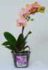 Orchid Pots with Holes Indoor Clear Plastic Plant Pot Set (5.5" - 4 Pack)...