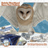 Barn Owl Pellet (Small 1.0-1.5") 1 Pack Kit for Science Teachers and Kids and Students includes Tools & Chart...