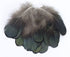 MAHAVIMOKSA 100pcs Natural Feather for DIY Craft Earring Wings Wedding Party Home Decoration (Green Lady Amherst Bronze Iridescent Plumage)...