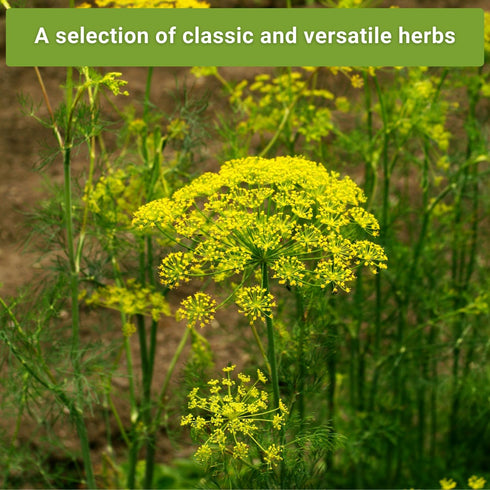 Sow Right Seeds - Large Herb Garden Seed Collection for Planting - Basil, Chives, Parsley, Lavender, Oregano, Dill, Lemon Balm, Chamomile & Thyme ...