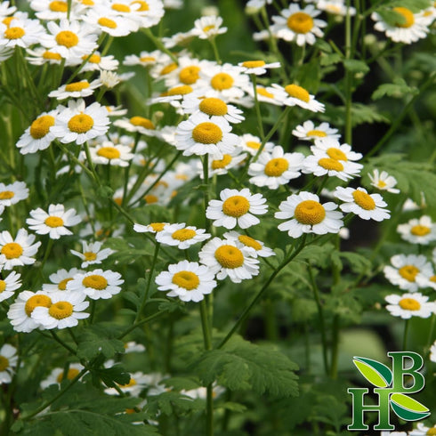 Feverfew Herb Powder | Tanacetum Parthenium | Wildcrafted | 4oz...