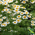 Feverfew Herb Powder | Tanacetum Parthenium | Wildcrafted | 4oz...