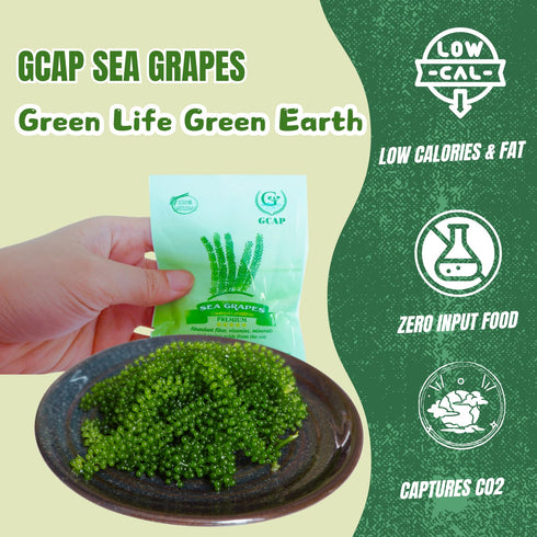 GCAP Sea Grapes – PREMIUM – 4.23 OZ of 6 packs, Dehydrated seaweed, Umibudo, Green Caviar, Lato seaweed - A great superfood for your health, boost...