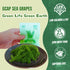 GCAP Sea Grapes – PREMIUM – 4.23 OZ of 6 packs, Dehydrated seaweed, Umibudo, Green Caviar, Lato seaweed - A great superfood for your health, boost...