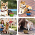PetBonus 2-Pack Large Silicone Collapsible Dog Bowls, 34oz/1000ml BPA Free Portable Foldable Travel Bowl for Pet Cat, Food Water Feeding Dish for ...