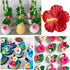 Hibiscus Flower Silicone Fondant Molds For Cake Decoration Cupcake Topper Chocolate Candy Sugar Craft Polymer Clay Gum Paste...