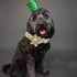 Elegant little tail St. Patrick's Day Dog Collar, Dog Collar with Flower, Green Clover Dog Collar Pet Gift Dog Flower Adjustable Dog Collar for Sm...